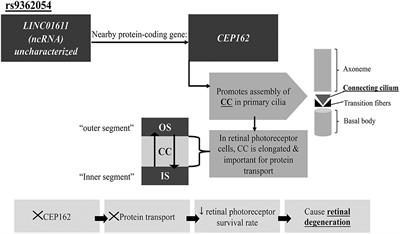 Genetic Associations With Diabetic Retinopathy and Coronary Artery Disease in Emirati Patients With Type-2 Diabetes Mellitus